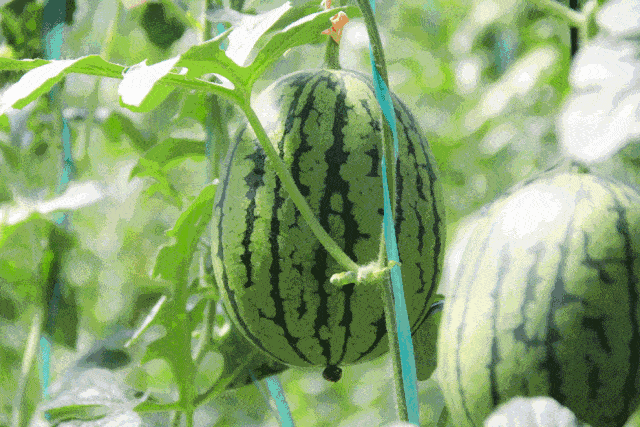 花蕾吃瓜,揭秘瓜果中的营养与美味